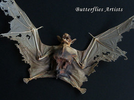 Wolf Faced Zombie Vampire Real Bat Eonycteris Spelaea Framed Taxidermy Shadowbox - £150.27 GBP
