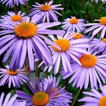 100 Purple New England Aster Michaelmas Daisy Aster Novae Var Angliae Flower See - £11.19 GBP