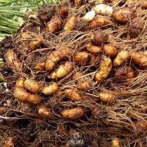 Cyperus esculentus 10 PCS fresh seeds, Chufa seeds, Tiger nut seeds, org... - $9.61