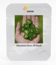 PWO Fresh Heirloom Cocktail Miniature Kiwi Kiwiberry Berry Hardy Actinidia Argut - $2.76