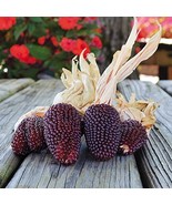 KBT Red Popcorn Seeds 25 Seeds Grow Your Own StrKBTberry Po Bulk Seeds - $28.27 CAD