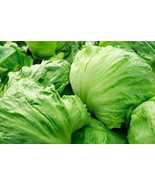 Lettuce, Iceberg (Lactuca sativa) - 500 Seeds - $7.50