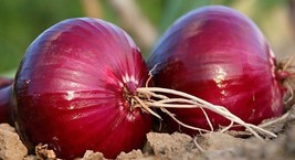 Red Burgundy Onion Allium Cepa Fresh Fast Shipping - $3.78
