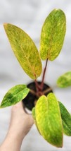 VP Philodendron Painted Lady Variegated Live Houseplant In 3&quot;Pot - $26.99