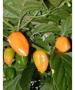 PSA Habanero Hot Pepper Chilli Mild Chile Aji Seed 50 Seeds Fast Growing - $321.56 MXN
