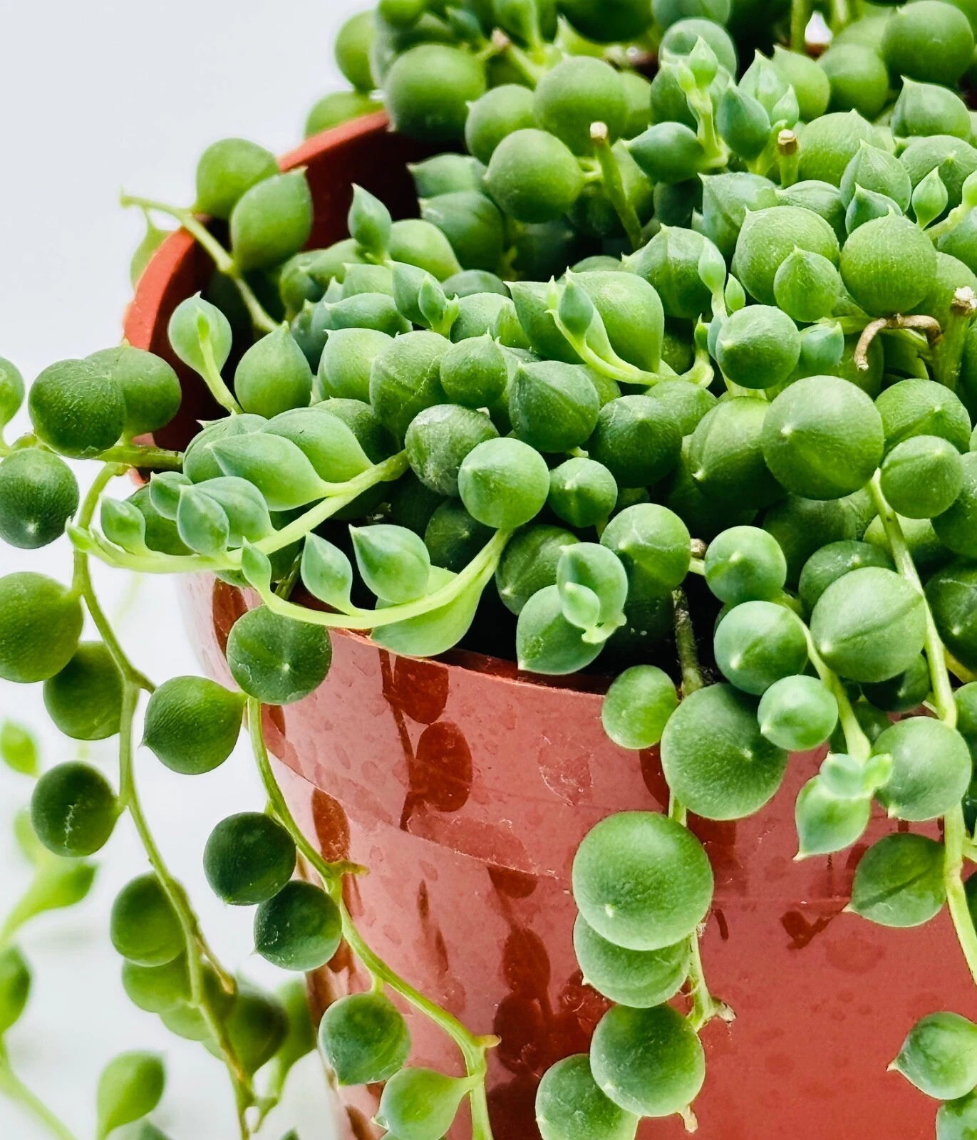 String of Pearls Senecio Rowleyanus Succulent Live Plant in 4 inch Pot w... - $449.27 MXN