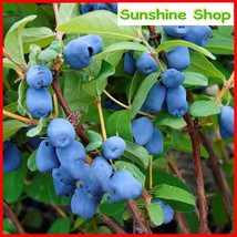 Fresh New 100 Seeds Haskap Berry Blue Seeds Japanese Cold-Tolerance Fruit Tree S - $12.28