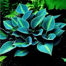 USA SELLER 150 Seeds /Pack Hosta Flower Seeds Color Green Perennials Ornamental  - £11.58 GBP