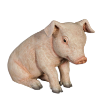 New Born Pig Sitting Life Size Statue - £116.90 GBP
