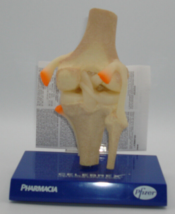 Plastic Model of Human Knee w/Stand - Pfizer/Pharmacia - Pre-owned - £35.53 GBP