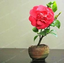 Mini Rose Miniature A Little Cute for Potted Baby Seed Garden Gift - $13.37