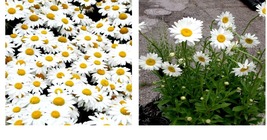 Flower Seeds - Alaska Shasta Daisy Seeds - Gardening - £13.32 GBP+