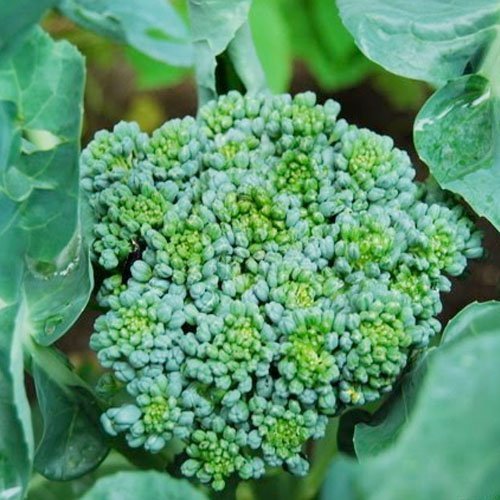 Broccoli, 200 Seeds, Broccoli "Waltham 29" (Brassica oleracea) - $3.46