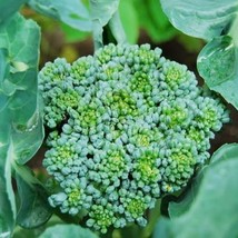 Broccoli, 200 Seeds, Broccoli &quot;Waltham 29&quot; (Brassica oleracea) - £2.76 GBP