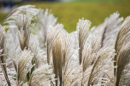 10 Silver Maiden Grass Miscanthus Sinensis Japanese Pampas Perennial See... - $285.31 MXN