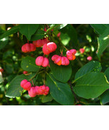 Euonymus Europaeus Spindle Tree 5 Seeds New Fresh  - $17.96