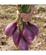 Berynita Store 600 Red Long Of Tropea Onion Seeds Non-Gmo Gourmet Heirloom  - £8.87 GBP