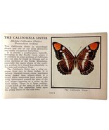 California Sister Butterfly 1934 Butterflies Of America Insect Art PCBG14C - €17,17 EUR California Sister Butterfly 1934 Butterflies Of America Insect Art PCBG14C - €17,17 EUR