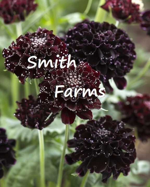 25+ Seeds Chocolate Scabiosa Flowers (Scabiosa atropurpurea &#39;Black Knight&#39;) - $11.39
