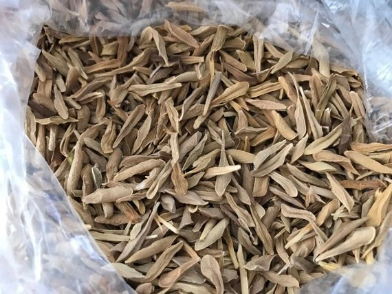 100 semillas Salvadoreas de LOROCO ENVIO GRATIS  El Mejor Precio En Ebay - $35.63