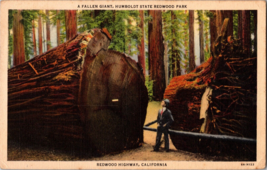 Vtg Postcard California A Fallen Giant, Humboldt State Redwood Park, Redwood Hwy - £4.59 GBP