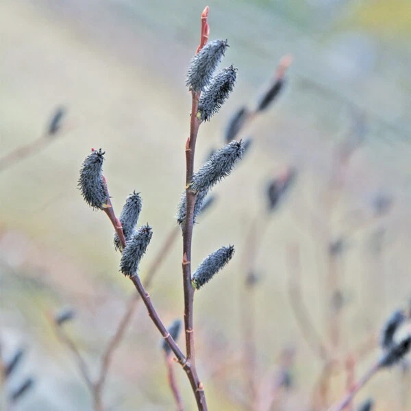15+ seeds Black Pussy Willow  house plant  garden flowers easy to grow - $6.94