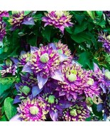 20 Premium Clematis Seeds – Grow Stunning Climbing Flower Vines - $302.09 MXN
