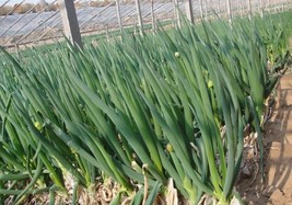 Chinese Green Onion Fresh Vegetables Welsh Onion Scallion 1000 Seeds GIM &quot; - £12.76 GBP