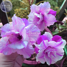 BELLFARM Adenium Light Purple Petals with Dark Purple Stripe Flower Seeds, 2 see - £3.24 GBP