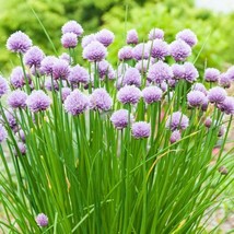 Fresh Garden Chives Seeds 300+ Onion Herb Vegetable  NON-GMO - £7.03 GBP