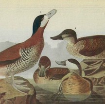 Ruddy Duck Bird 1946 Color Plate Print John James Audubon Nature DWV2A - £31.89 GBP
