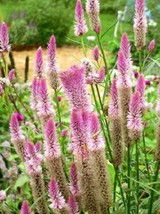 TKBONStore 90 Seeds Flamingo Feather Wheat Celosia Spicata Pink &amp; White Flower - £7.08 GBP