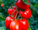 10 Seeds Rio Grande Tomato Seeds Organic Heirloom Non Gmo Fresh Fast Shi... - £7.18 GBP