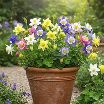 Item image 1 image 1