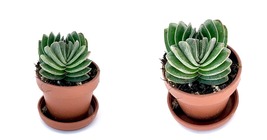 Live Plant Crassula Buddhaa&#39;s Temple Succulents in Mini 1&quot; Pots - £26.06 GBP