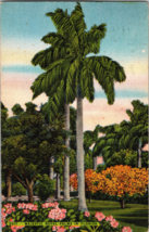 Majestic Royal Palms in Florida Vintrage Postcard (A12) - £4.29 GBP
