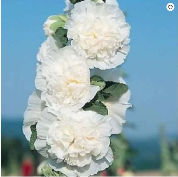 Fresh 25 Charles White Hollyhock Seeds Perennial Flowers - £7.65 GBP