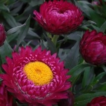 Purple Red Strawflower 200 Seeds | Non-GMO | FROM USA - £15.16 GBP