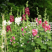 100 Seeds Hollyhock Outhouse Variety Biennial Heirloom Non Gmo - $16.00