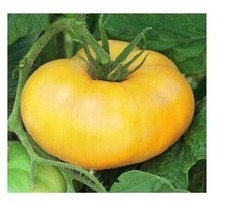 Brandywine YELLOW Tomato 30 - 5000 Seeds Rare Heirloom Beefsteak Bulk Rare oz - £1.36 GBP+