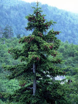 50 seeds Jezo Spruce, Picea jezoensis - £4.35 GBP