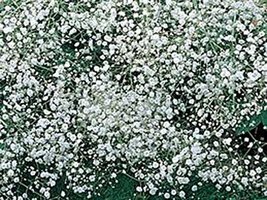 Baby&#39;s Breath 1,000 Seeds Organic Newly Harvested, Beautiful Snow Like Blooms - £11.77 GBP