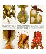 Fertilization And Growth Of Flowers From Insects 1940s Lithograph Print ... - $760.08 MXN
