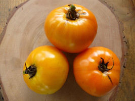 50 + seeds Orange Queen Tomato Tomatoe Vegetable Garden Edible Canning F... - $8.94