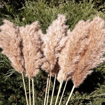 20 Pcs 23 Inch Tall Fluffy Pampas Grass XL Size Brown Dry Pompous Grass Decor We - £23.18 GBP