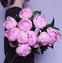10 pcs Chinese Peony Tree Seeds - Light Pink Double Flowers Ball Type FRESH SEED - £5.64 GBP