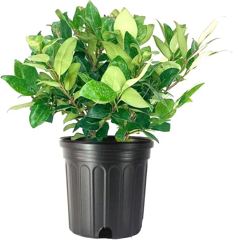 Ligustrum Waxleaf Privet Plants Blooming - £49.98 GBP