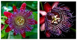 Passiflora quadrangularis - Granadilla Passion Fruit Vine - Live STARTER Plant - $46.99