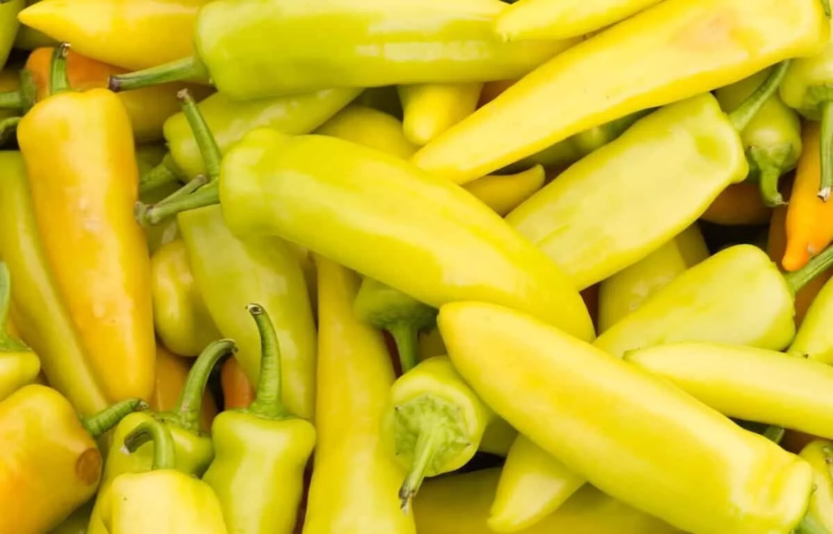 FARM 50 Yellow Hot Jalapeno Pepper Non-Gmo Caloro Pepper Bulk Seeds - $9.95