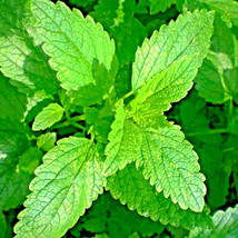 SH 1000 Lemon Balm Citronella Perennial Seeds Mosquito Insect Repellent   - £4.90 GBP